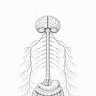 How the Autonomic Nervous System Works Beyond the Vagus Nerve