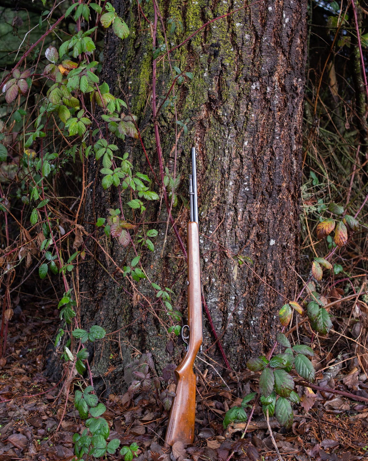 Gun on fir my dad planted fifty years ago