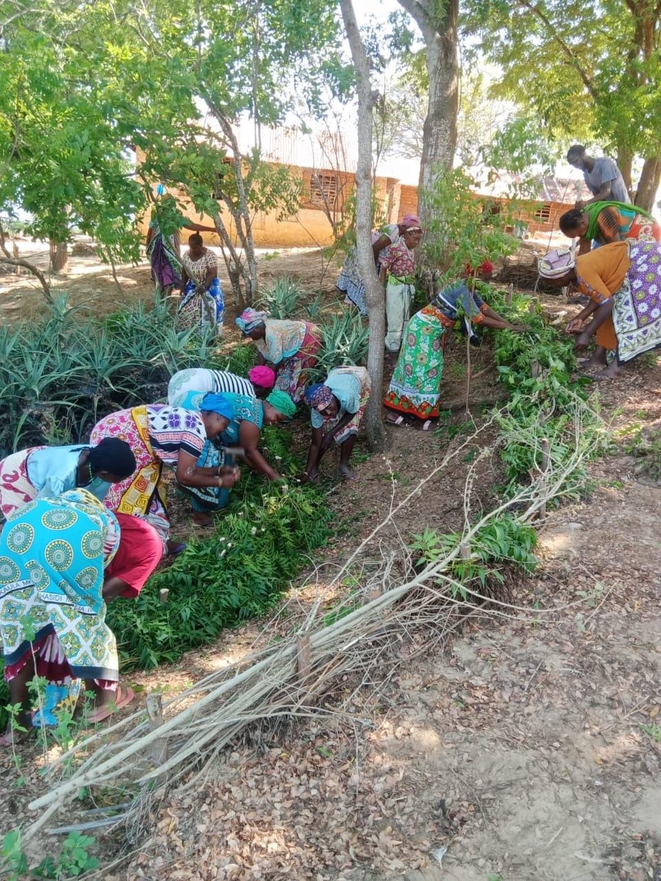 A large group of Kiriba women working together along prepared contour trenches beneath trees.
