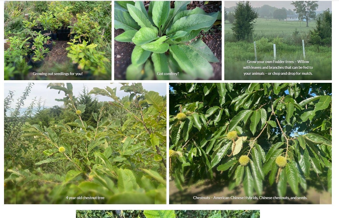 Gow Nut Trees product showcase