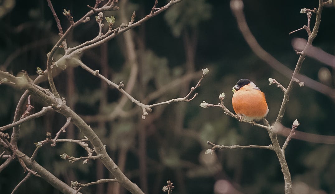 Bullfinches in the Garden