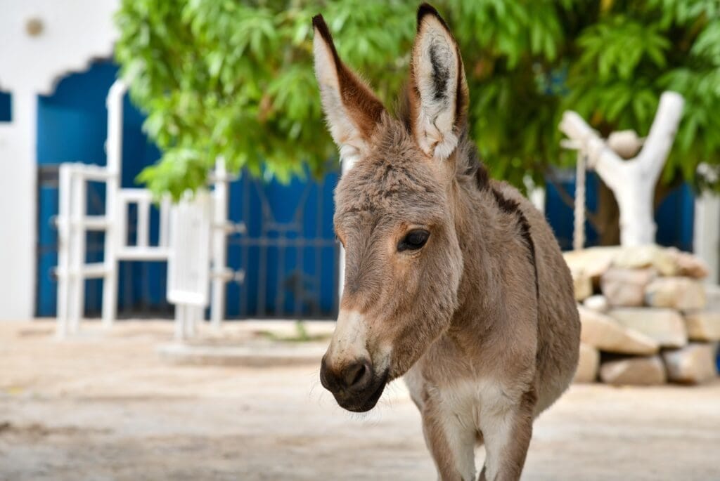 Donkey Fact File | Learn All About Donkeys | SPANA