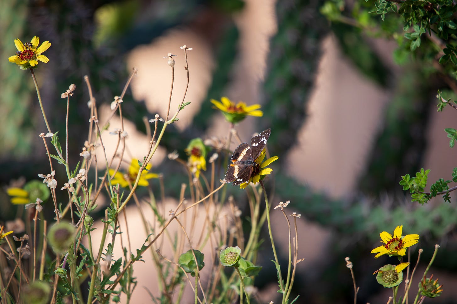 yellow flowers with a cactus backdrop and one single butterfly yellow flowers with a cactus backdrop and one single butterfly
