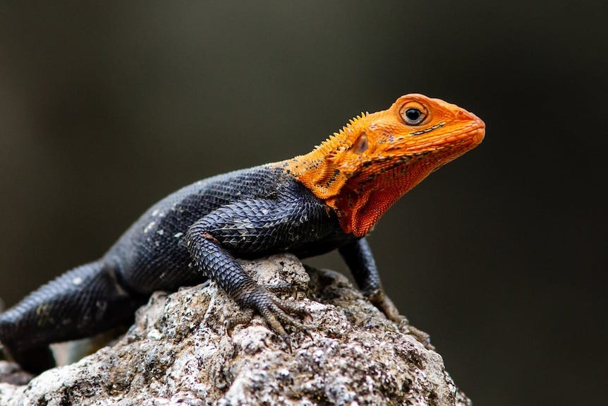 A black lizard with a striking orange head. A black lizard with a striking orange head.