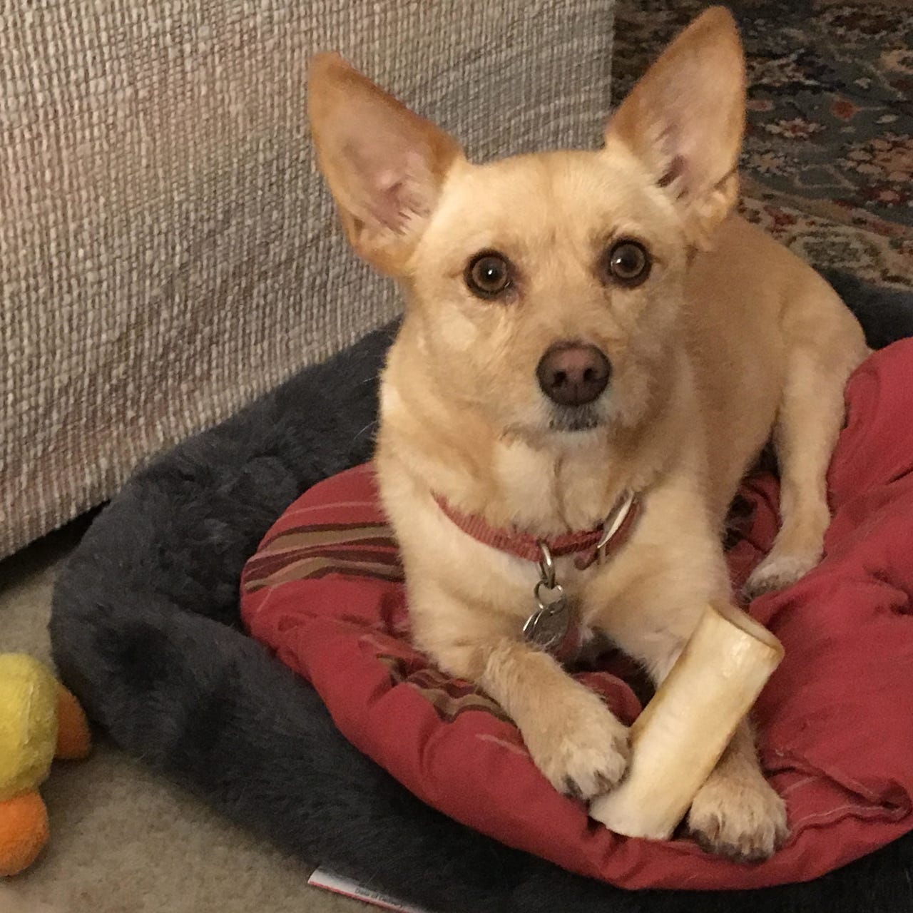 CST4U’s Newsletter