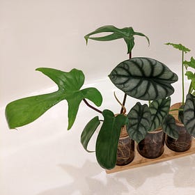 LECA - A Stylish and Trendy Planting Medium