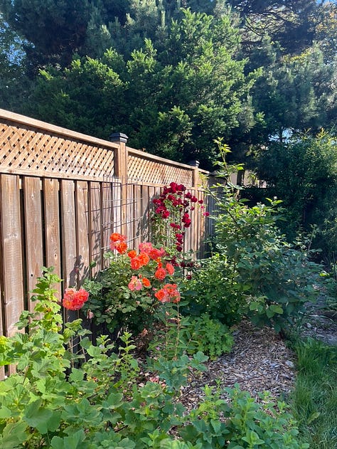 Westerland with unknown red rose from neighbor, Boscobel, Eden (2x), Dr. Huey with Jackmanii and honeysuckle, a rose arrangement
