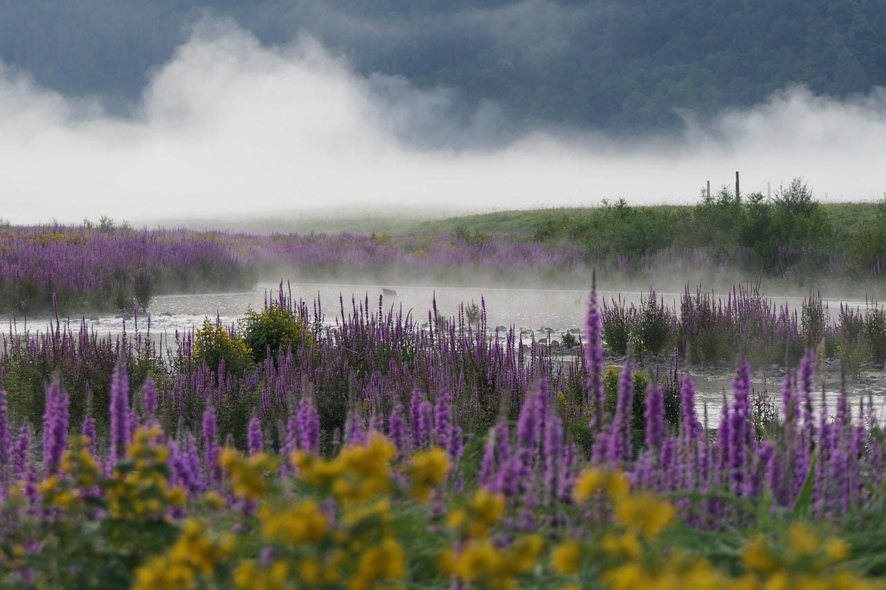 um campo de lavanda com algumas flores amarelas próximas à câmera. No centro, um lago e, ao fundo, um pouco de fumaça