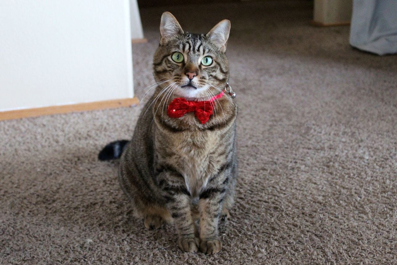 cat in bowtie cat in bowtie