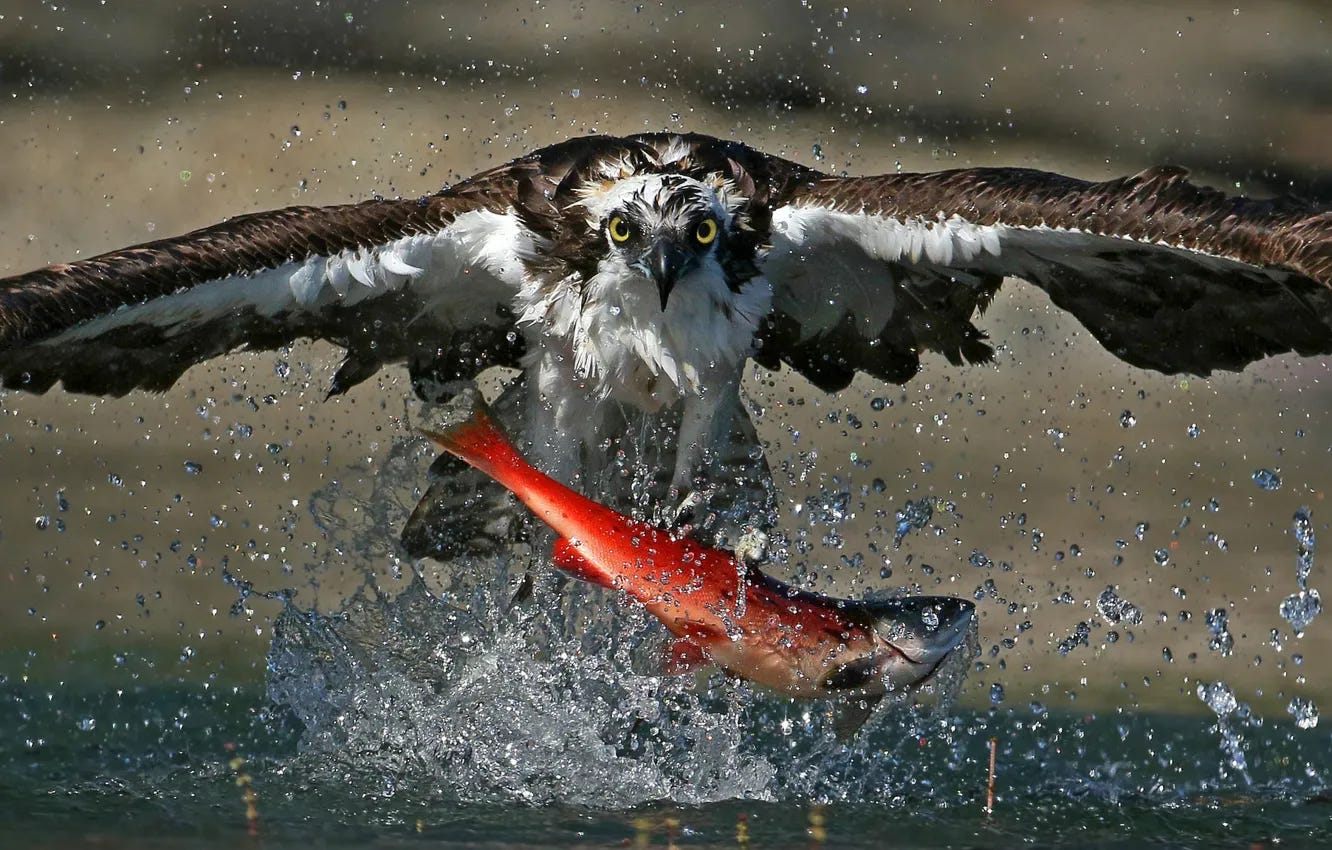 Photo wallpaper food, splash, death, fish, wildlife, feed, salmon, osprey