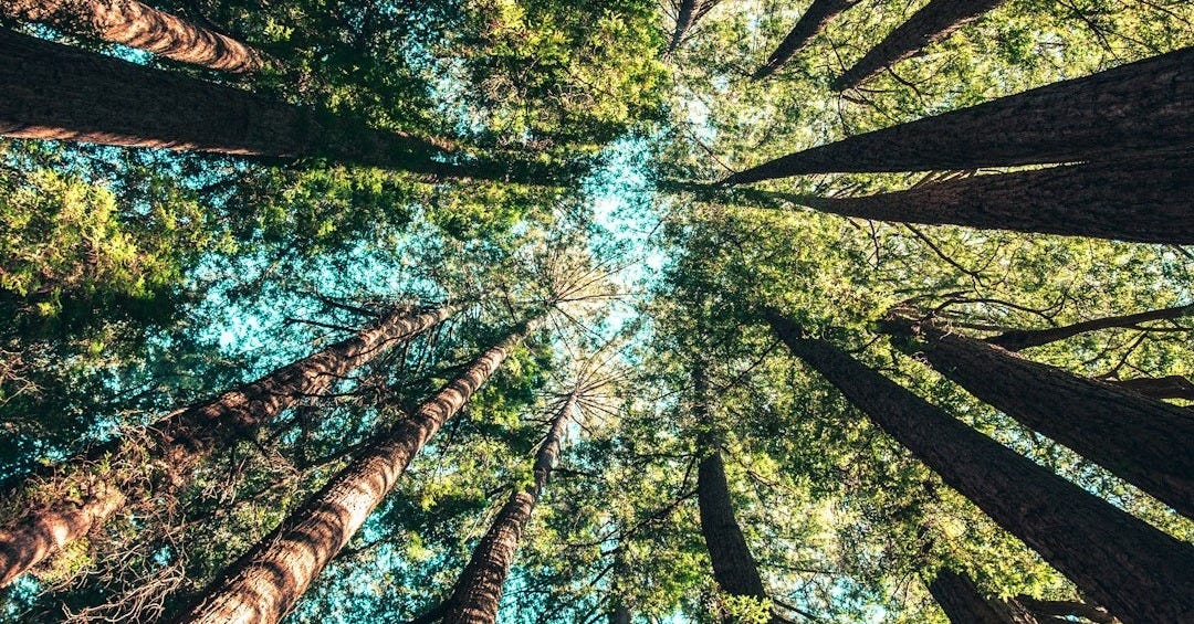 low angle photography of trees at daytime low angle photography of trees at daytime