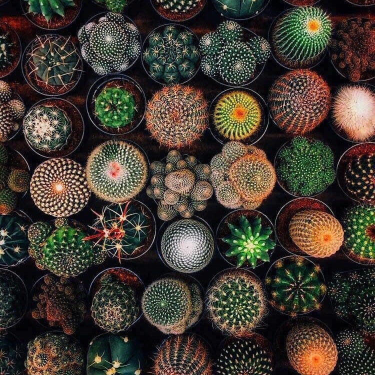 Fractal cacti.