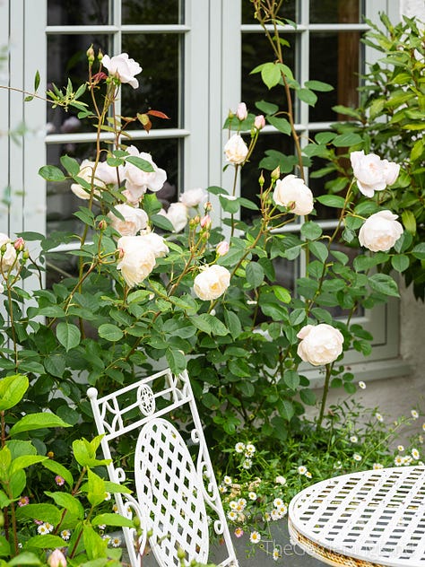 Garden roses in flower