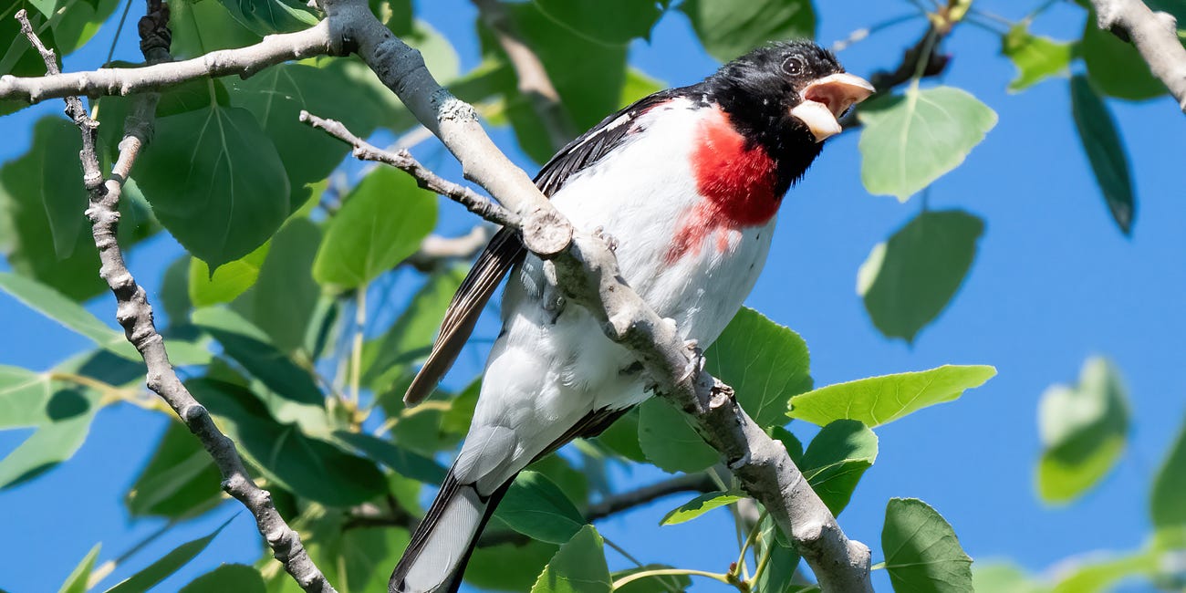 Rose-breasted Grosbeak