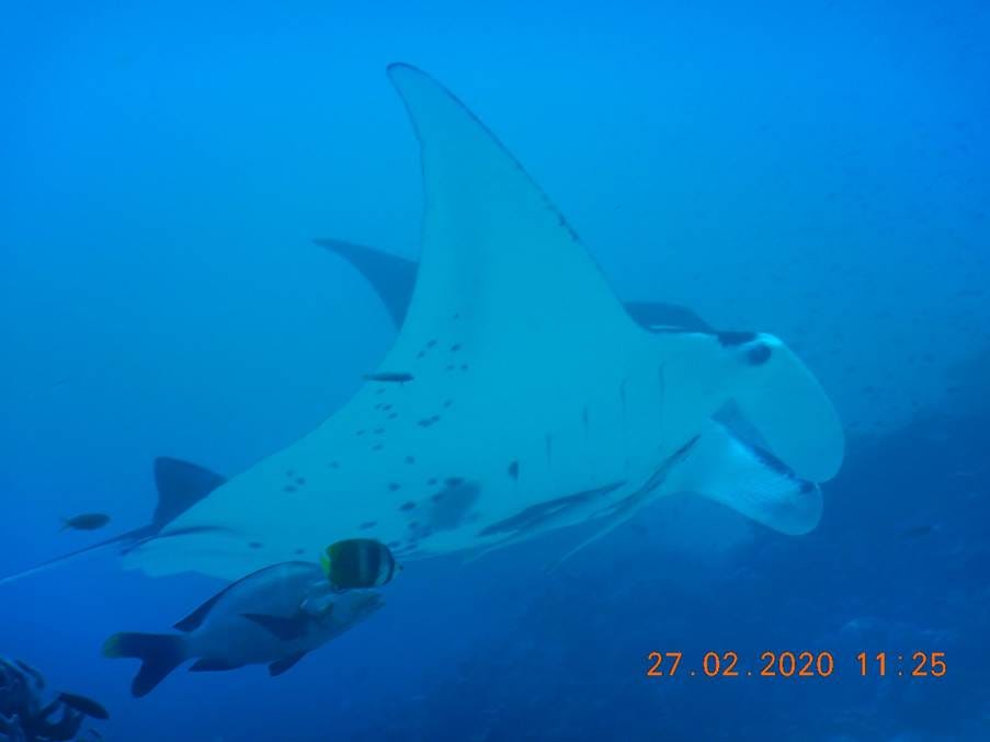 A manta ray swimming in the ocean

AI-generated content may be incorrect.