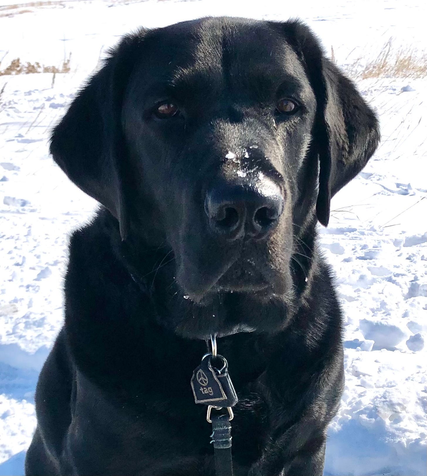 A black lab in the snow looking into the camera with some snow on his nose