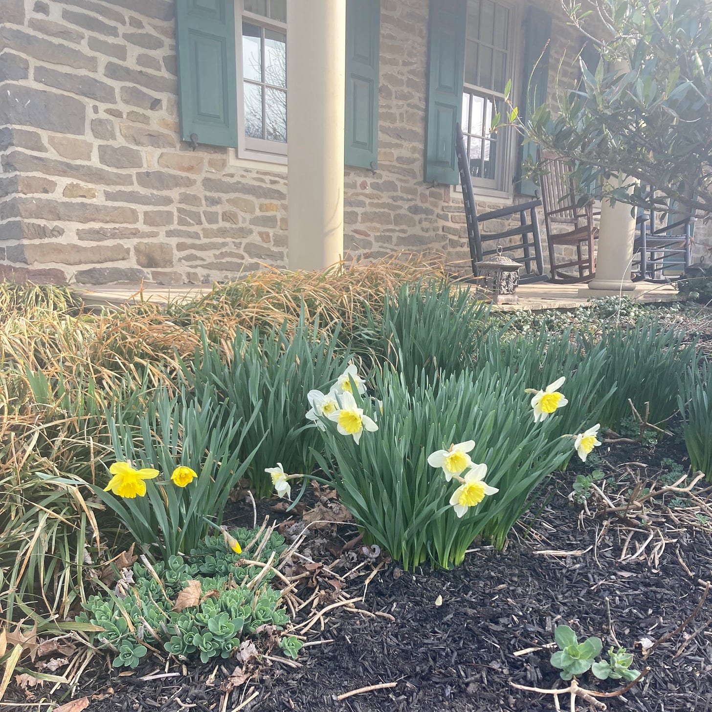 Daffodils in bloom by the front porch of a fieldstone farmhouse