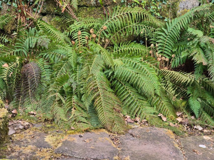 Ferns at Veddw Garden 