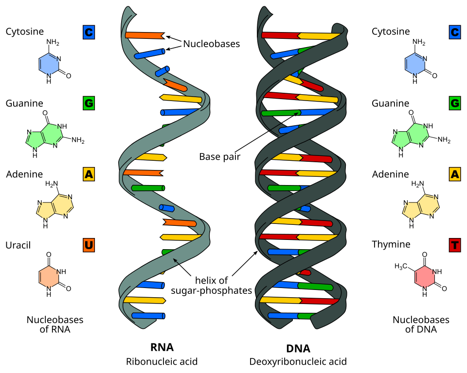 Side-by-side illustration comparing double-stranded DNA and single-stranded RNA molecules with labeled nucleotides Side-by-side illustration comparing double-stranded DNA and single-stranded RNA molecules with labeled nucleotides