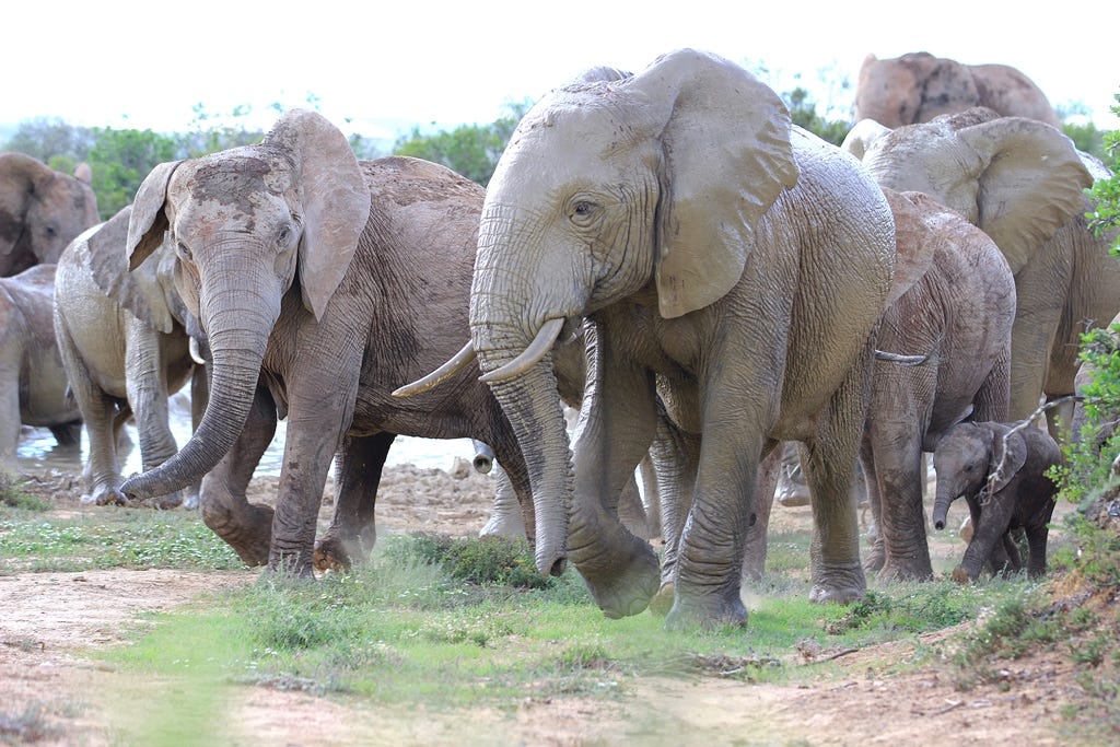 elephant herd elephant herd