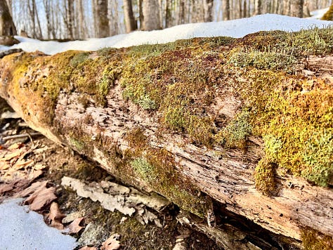 A close up of green moss; red lichen on a rock face; a long log with green moss on it and snow and trees above it.