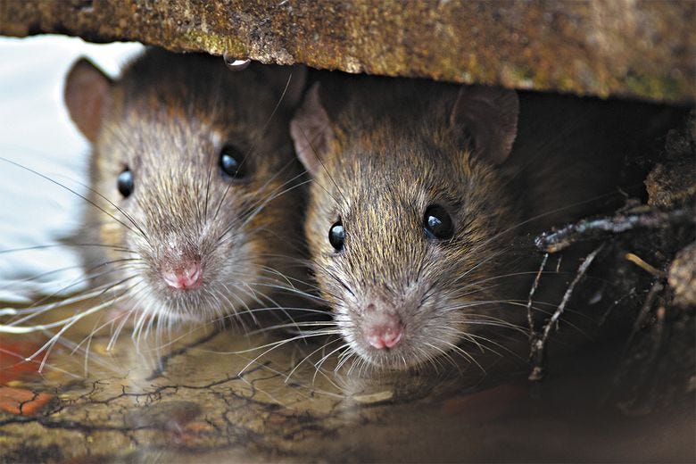 How to prevent a rodent infestation in your home | The Seattle Times How to prevent a rodent infestation in your home | The Seattle Times