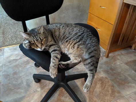 A Cat Named Jazzy