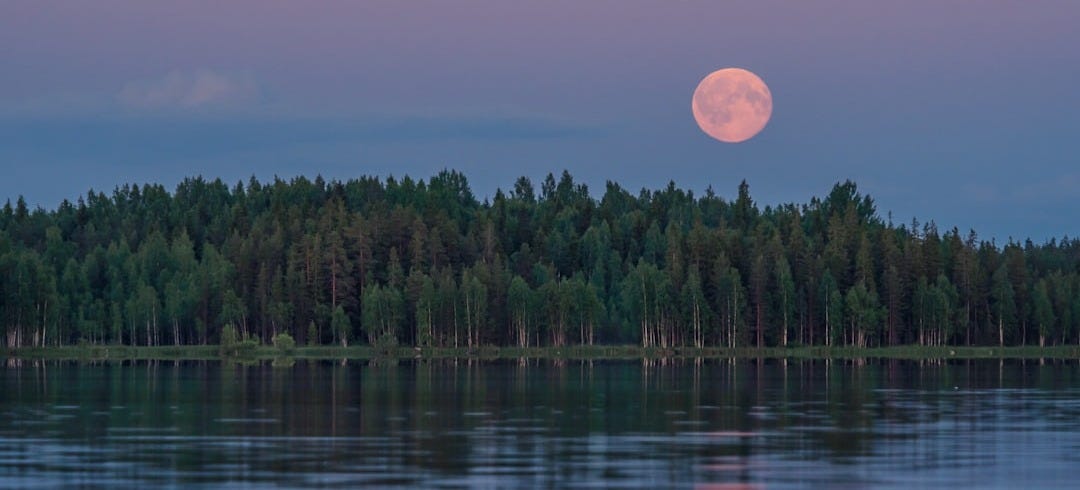 body of water with forest background