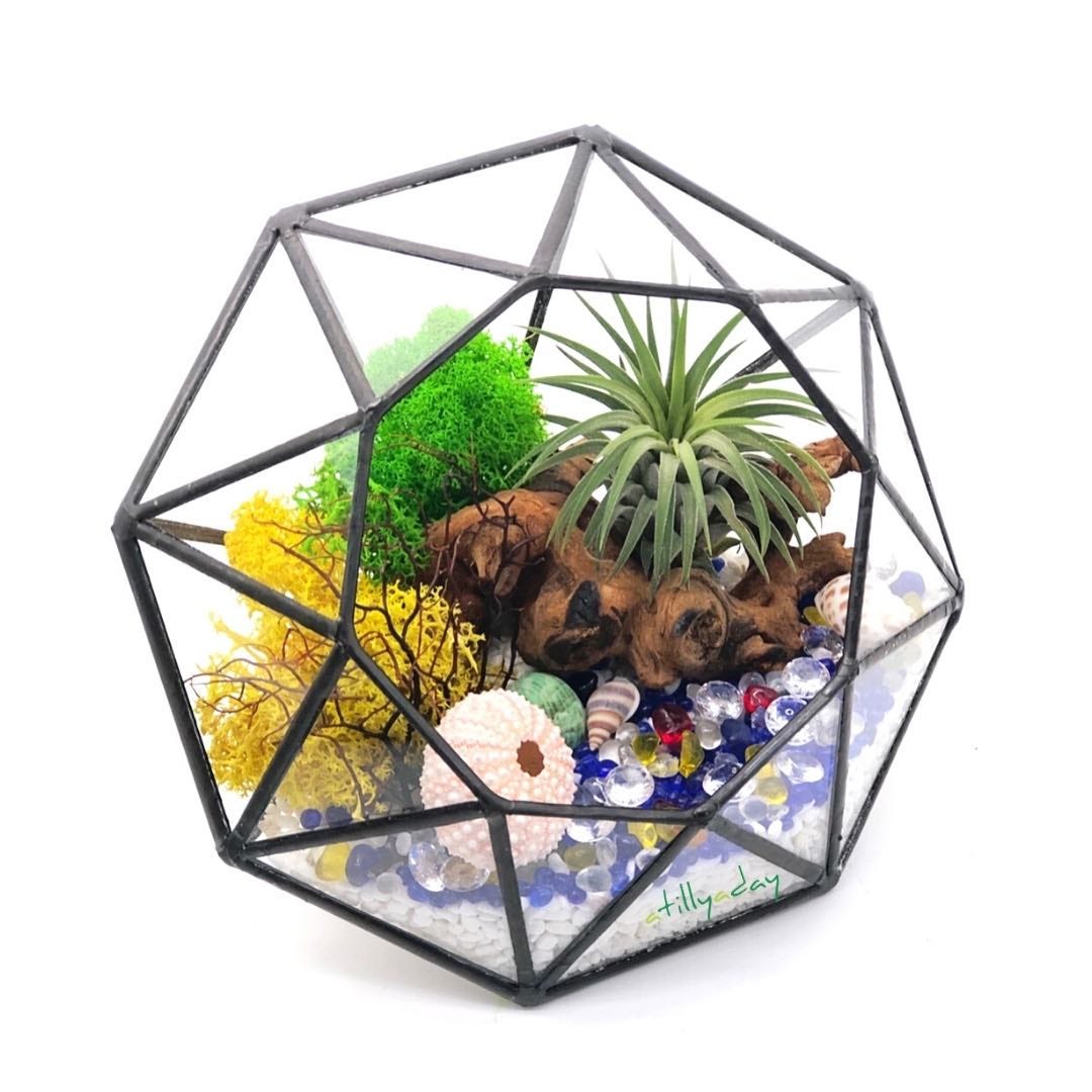geo air plant terrarium geo air plant terrarium