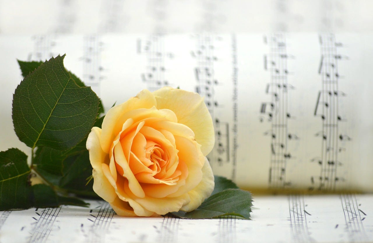 Free Rose Yellow Rose photo and picture