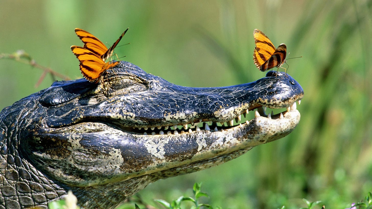 Three orange and black butterflies perch on the head of a caiman or crocodile. Two on the eyes and one on the nose. The crocodiles is laying in the sun, with its eyes closed and its mouth slightly opened.
