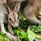 Rare wallaby joey born at David Fleay’s