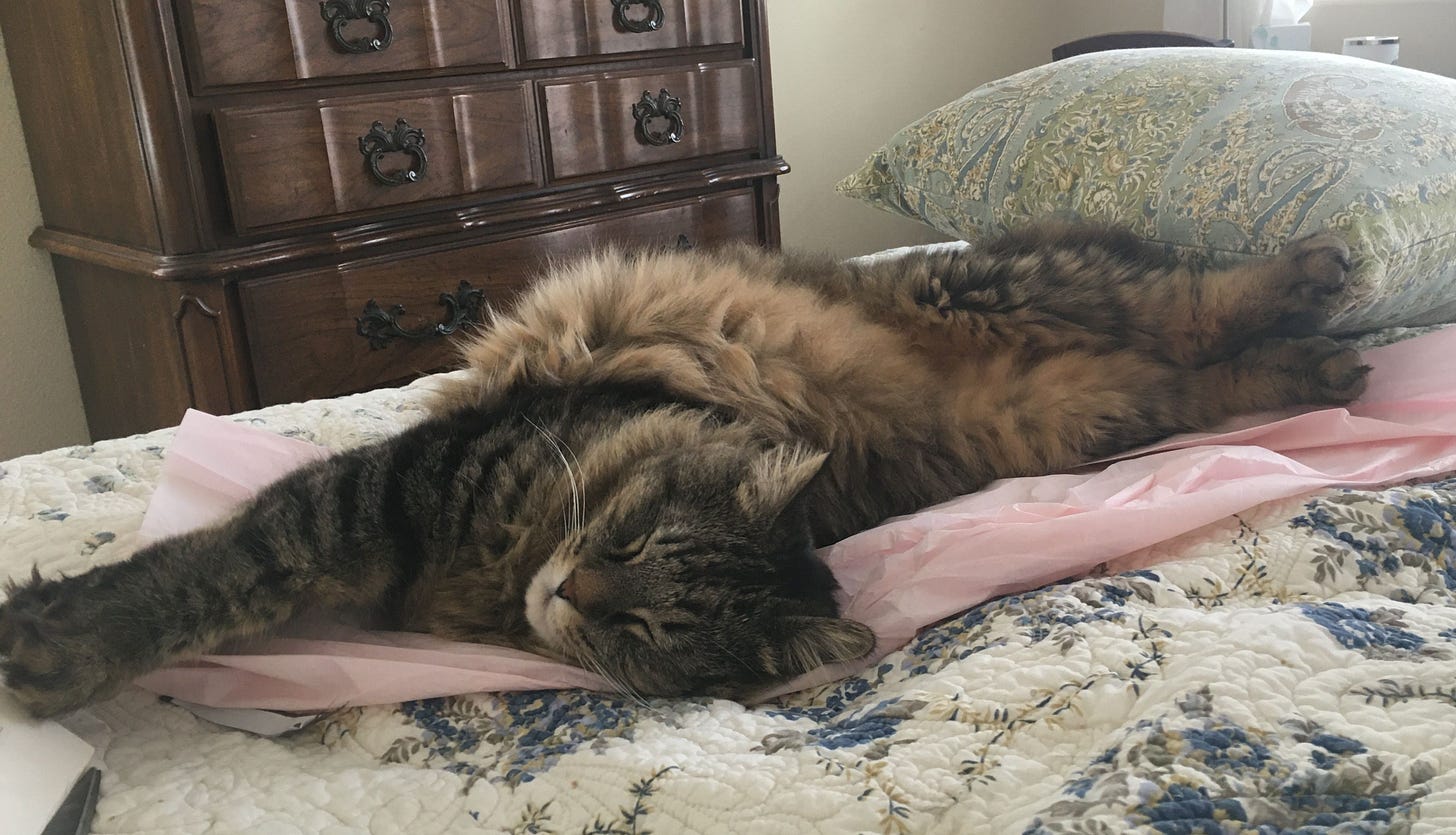 Muffin is lying on a bed, her back half is twisted 180 degrees so her feet are pointing opposite the opposite direction. Muffin is lying on a bed, her back half is twisted 180 degrees so her feet are pointing opposite the opposite direction.
