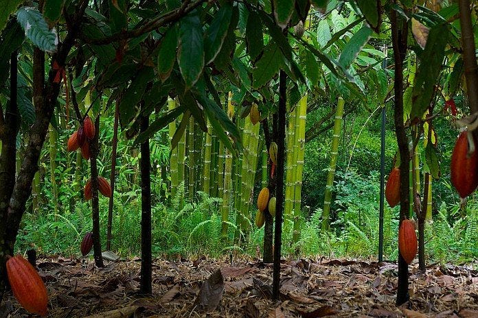 Renewable energy applied to drying Cocoa beans in Grenada - Caribbean News  Global