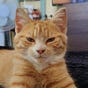 The Royal Gingerness's avatar