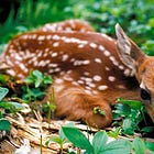 🦌 On Fawning—and Why I Was Wrong About My Most Toxic Trait, Part One