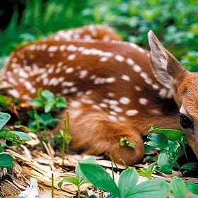 🦌 On Fawning—and Why I Was Wrong About My Most Toxic Trait, Part One