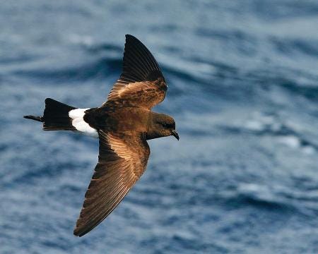 wilsons-storm-petrel-tony-beck wilsons-storm-petrel-tony-beck