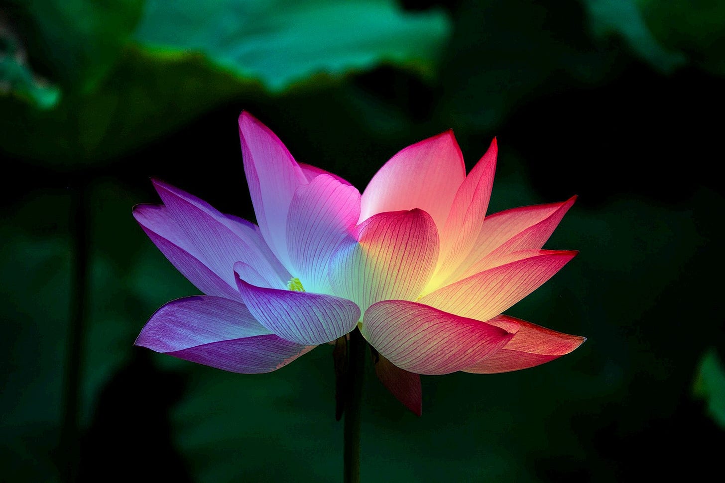 A close-up of a lotus flower glowing in shades of pink, purple, yellow, and blue against a dark green background. The petals are luminous and delicate, opening gracefully toward the light.