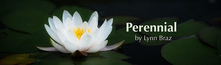 Perennial by Lynn Braz