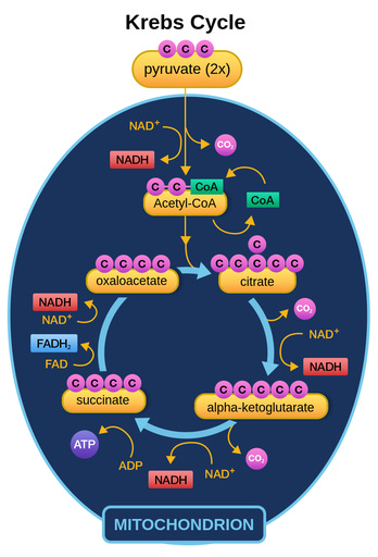 Krebs cycle steps - Labster Theory