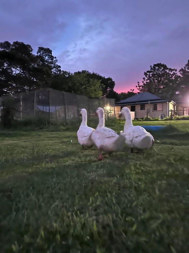 3 white ducks waddling in a line in a field