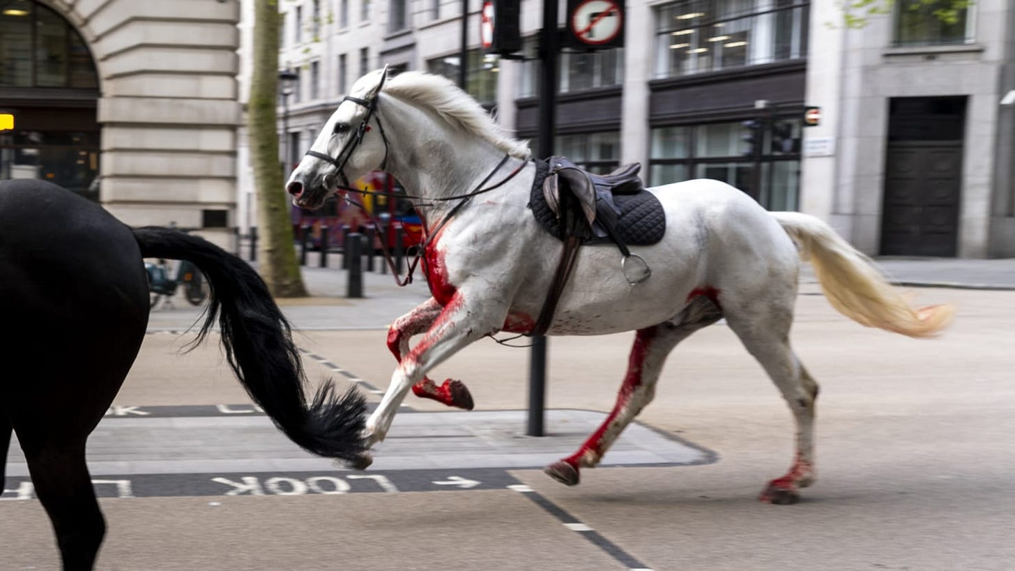 Bloodied Horse Seriously Injured But Alive, Army Says – DNyuz
