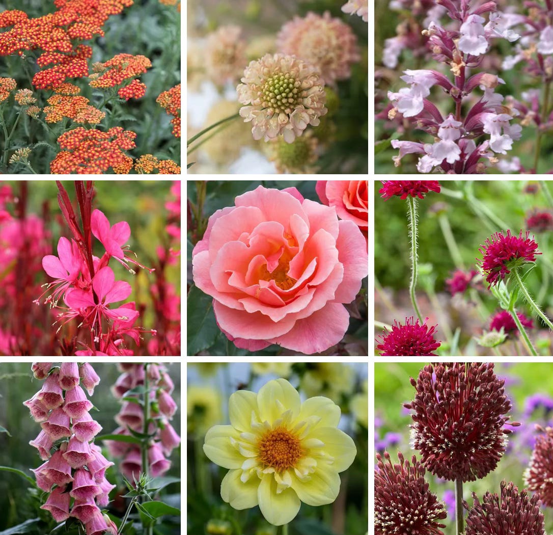 Sunny garden border with a coordinated colour palette of warm-toned flowering plants. Sunny garden border with a coordinated colour palette of warm-toned flowering plants.