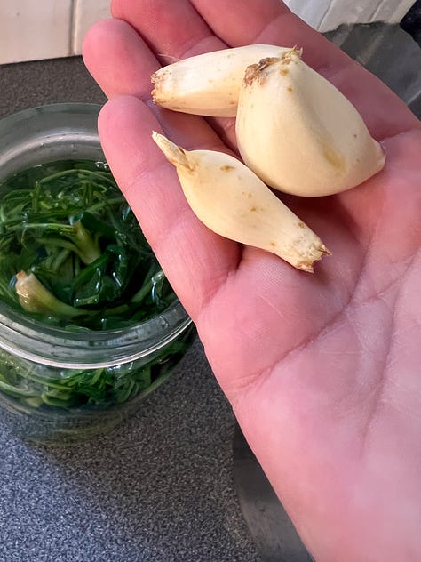 Stamnagathi Pickles
