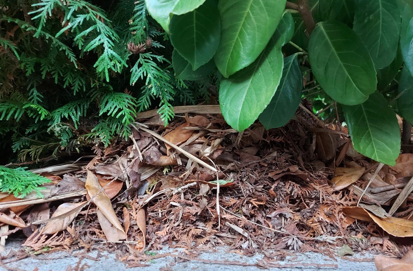 Pile of leaves under green bushes, a hedgehog daybed
