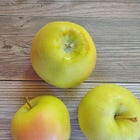 Episode 38 - What is a Hawaii Apple?