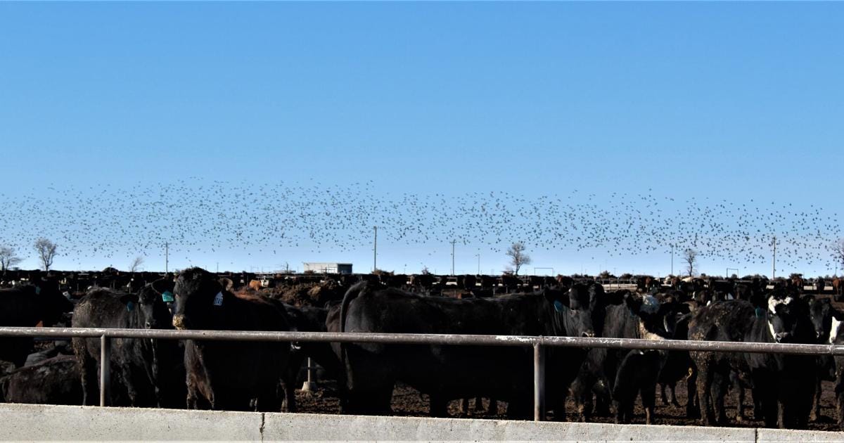 Bird-Livestock Interactions Associated with Increased Cattle Fecal Shedding  of Ciprofloxacin-Resistant Escherichia coli Within Feedlots in the United  States | Feedlot Special | feedlotmagazine.com