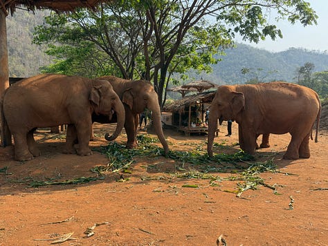 elephants