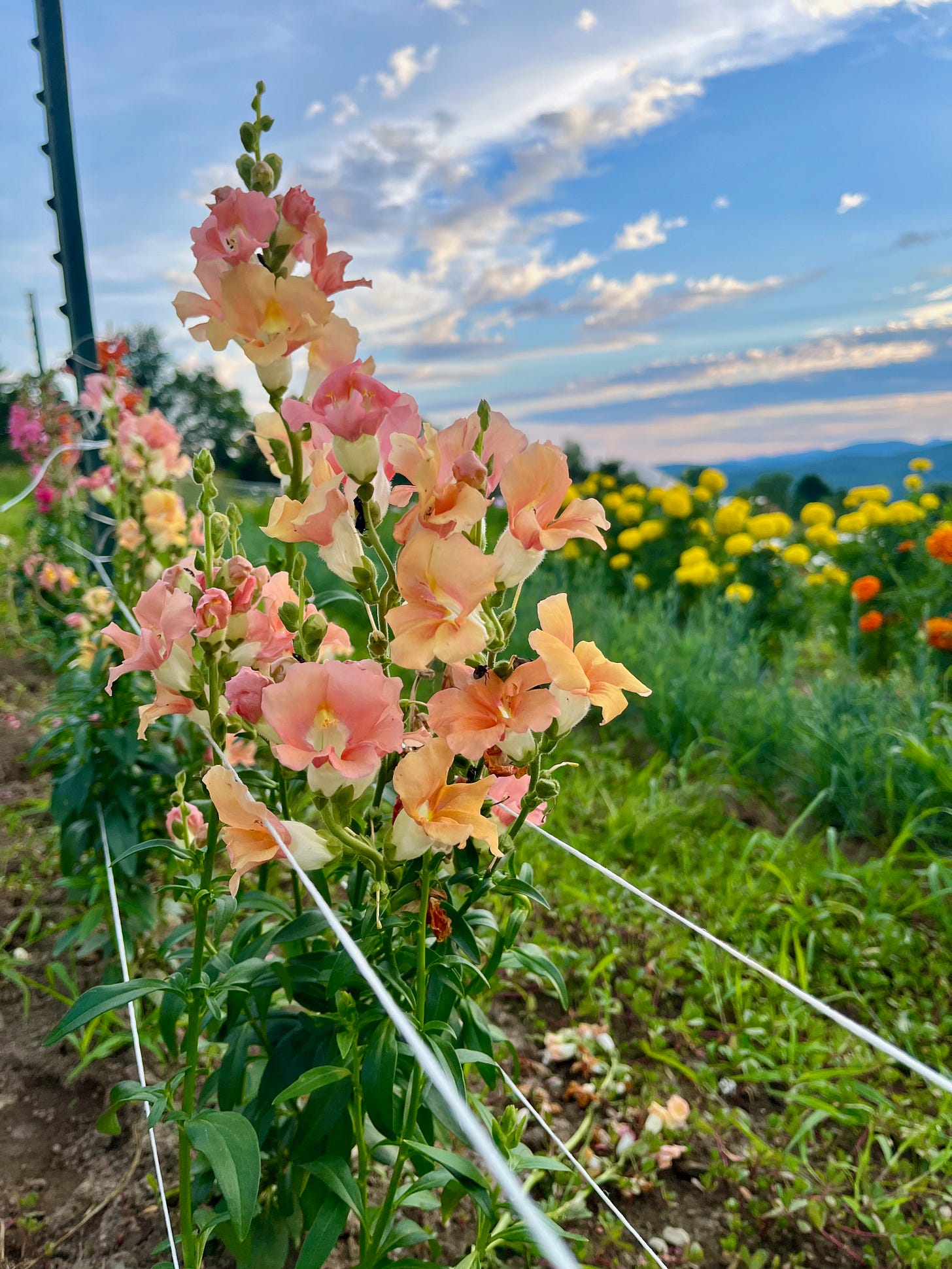 Pink and pale orange snapdragon flowers trellised in a garden